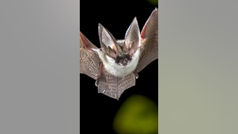 Deadly BAT DISEASE in tourist hotspot - Fox News